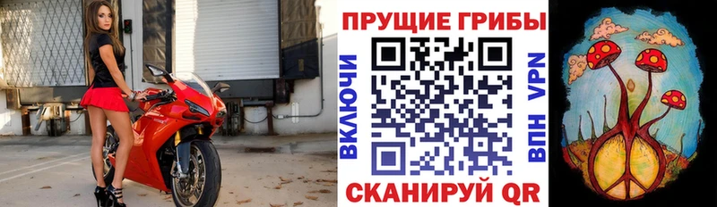 Галлюциногенные грибы Psilocybe  Беслан 